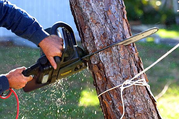 Professional Tree Removal Services in Hartsdale, NY